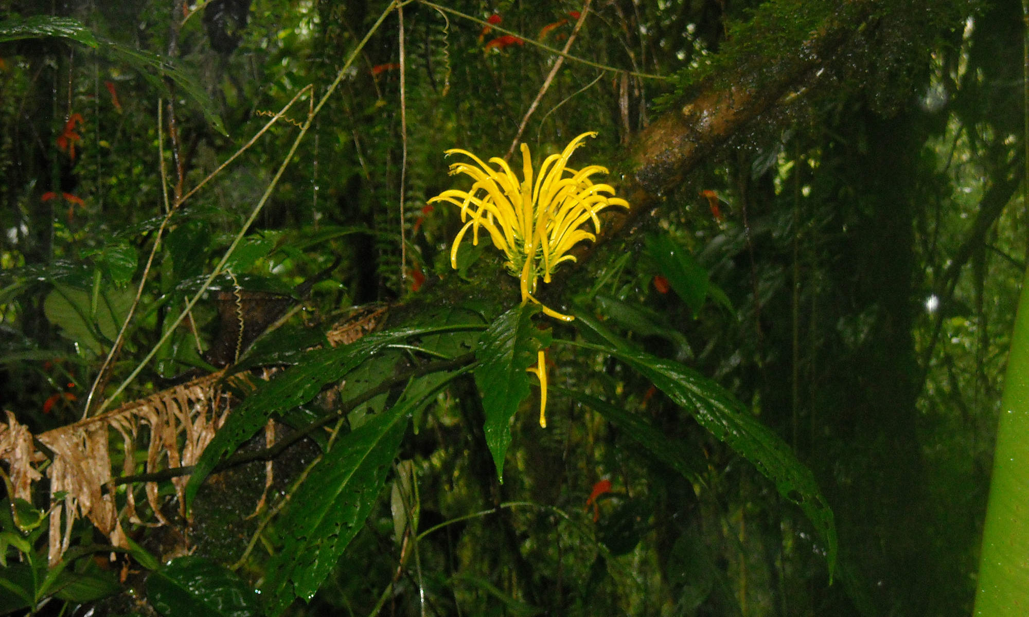 Wild Bromeliad
